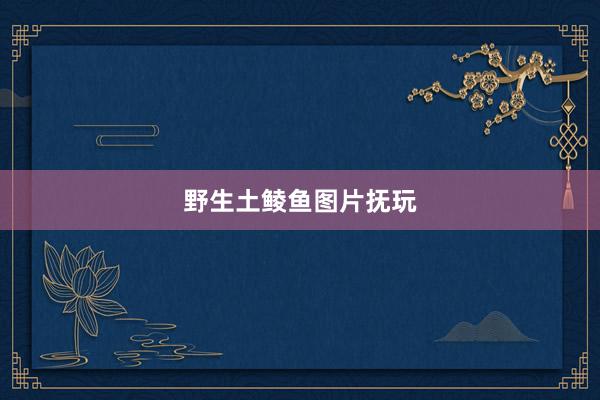 野生土鲮鱼图片抚玩